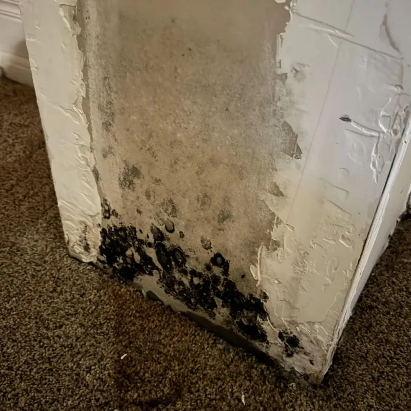 Professional Mold Removal in Cass County, TX